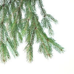 Image showing Branch of christmas fir tree isolated on white