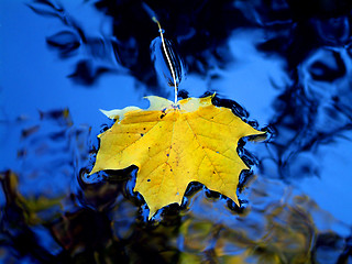 Image showing Yellow leaf in blue water