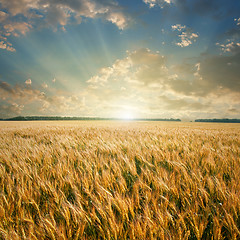 Image showing wheat field on sunset