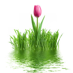 Image showing purple tulip and green grass with reflection isolated on white