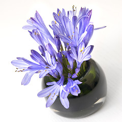 Image showing blue spring flowers