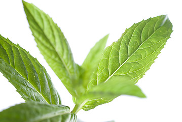 Image showing macro photo of green mint isolated on white