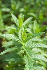 Image showing macro photo of green mint