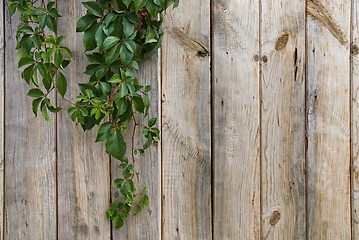 Image showing wooden wall with green leaves