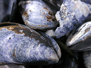 Image showing shells