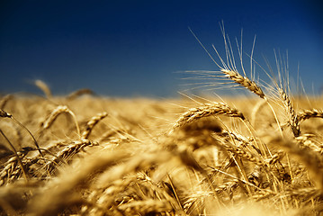 Image showing gold wheat and blue sky