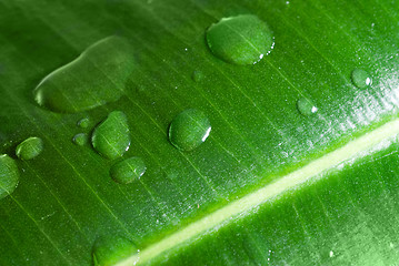 Image showing water drops on green leaf