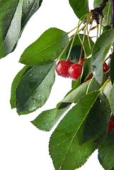 Image showing red cherry with leaves and water drops isolated on white