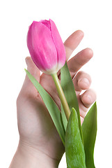 Image showing hand and pink tulip isolated on white