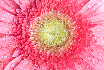 Image showing Pink daisy-gerbera with water drops