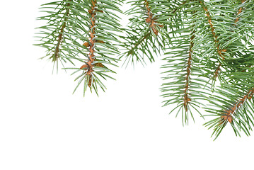 Image showing Branch of christmas fir tree isolated on white
