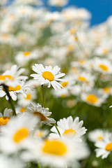 Image showing white chamomiles on meadow