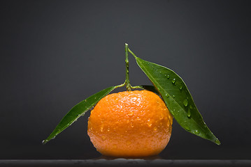 Image showing Tangerine with green leaves on gray background