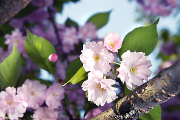 Image showing spring blossom of purple sakura