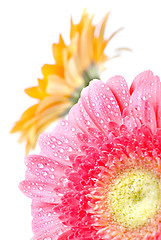 Image showing Pink daisy-gerbera with water drops isolated on white