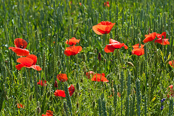 Image showing poppy on field of green wheat