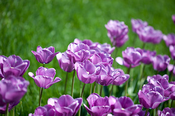 Image showing Beautiful pink tulips in garden