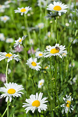 Image showing white chamomiles on green sunny meadow