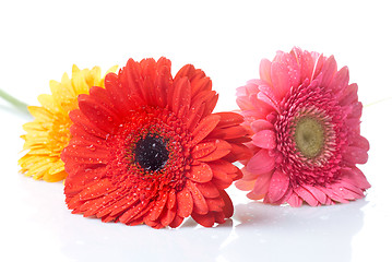 Image showing daisy-gerbera with water drops isolated on white