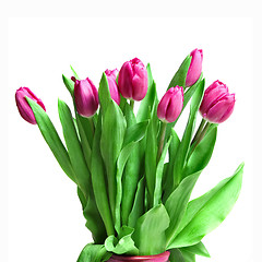 Image showing bouquet from pink tulips isolated on white