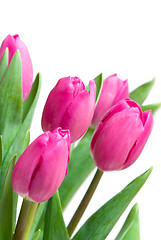 Image showing close-up pink tulips isolated on white