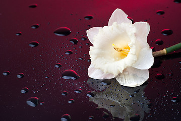 Image showing white narcissus on red background with water drops