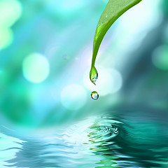 Image showing green leaf with water drop water on blue sunny background