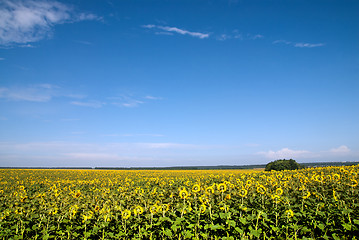 Image showing sunflower field over blue sky