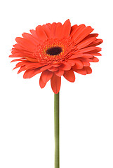 Image showing Macro of red daisy-gerbera head isolated on white