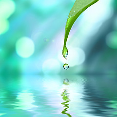 Image showing green leaf with water drop water on blue sunny background