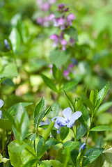 Image showing Spring flowers