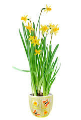 Image showing narcissus in the pot isolated on white