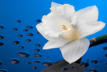 Image showing white narcissus on blue background with water drops