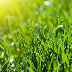 Image showing green grass background with sun beam