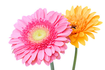 Image showing Pink and yellow daisy-gerbera isolated on white