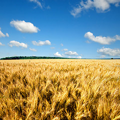 Image showing yellow wheat field against blue sky and clouds