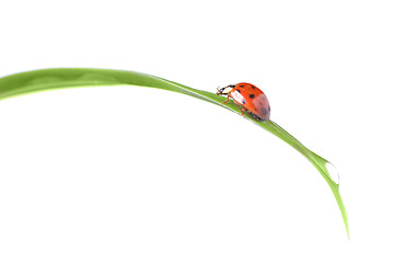 Image showing red ladybug on green grass isolated on white