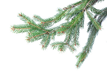 Image showing Branch of christmas fir tree isolated on white