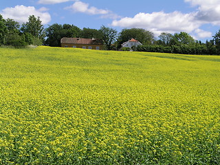 Image showing Yellow Field