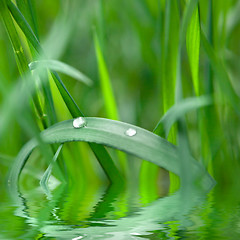 Image showing green grass with water drop