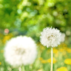 Image showing dandelions on green nature background