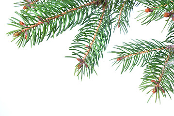 Image showing Branch of christmas fir tree isolated on white