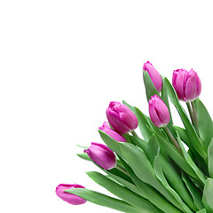 Image showing close-up pink tulips isolated on white