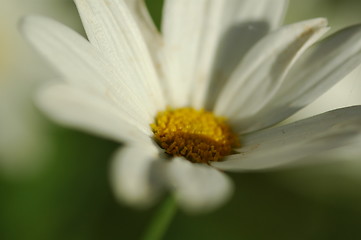 Image showing flower