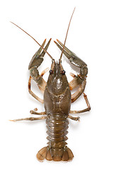 Image showing alive crayfish isolated on white