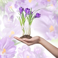 Image showing Crocus on female hand