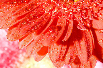 Image showing Close up red daisy-gerbera with water drops and shallow focus