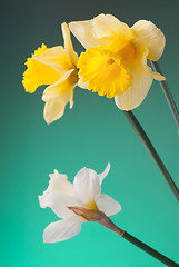 Image showing yellow and white narcissus on green background