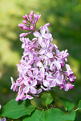 Image showing Spring lilac flowers with leaves