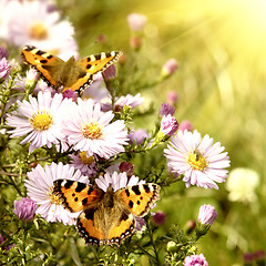 Image showing two butterfly on flowers